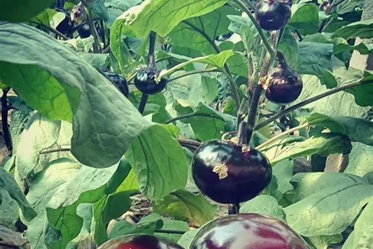 茄子施肥注意事项 茄子应该怎么施肥