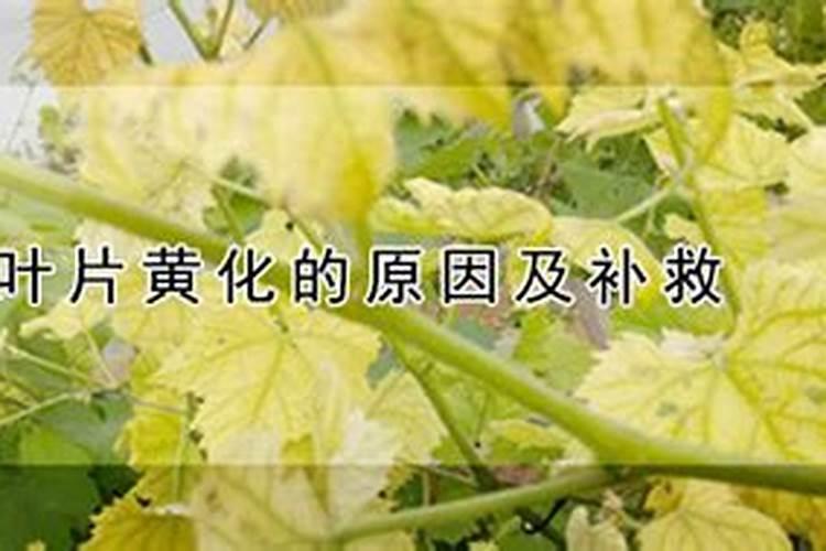 绿叶为什么不打击