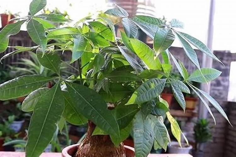 养兰花,如何使用磷酸二氢钾呢？