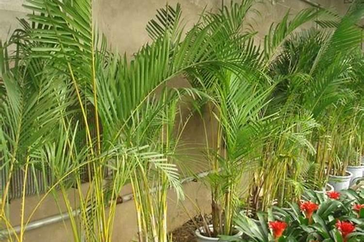 凤尾竹用什么肥料最好