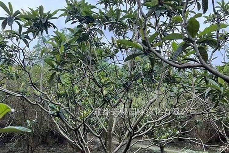 枇杷树大量黄叶怎么办