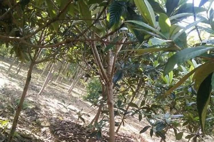 如何让枇杷开花整齐？