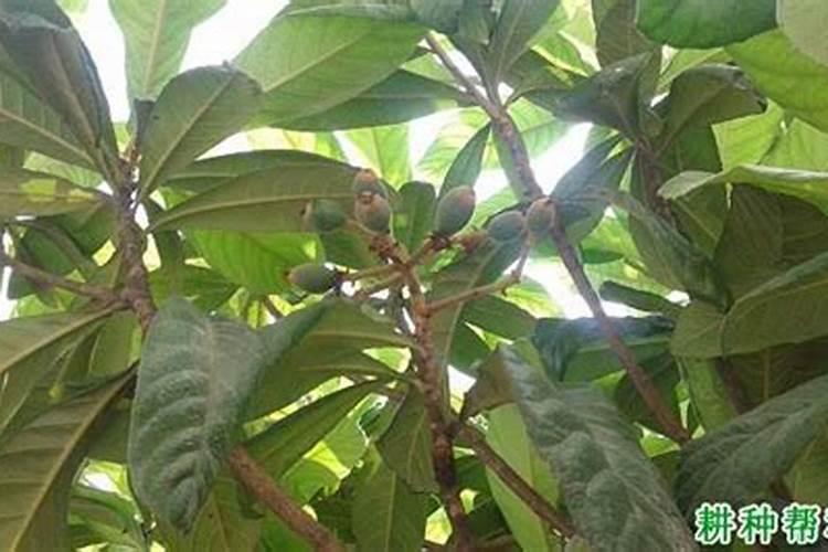 枇杷树用什么肥料最好