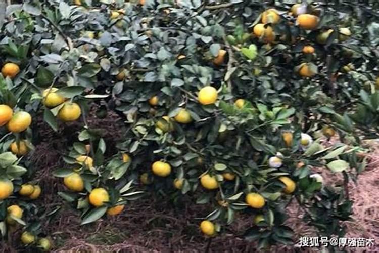 水溶肥滴灌施用注意事项