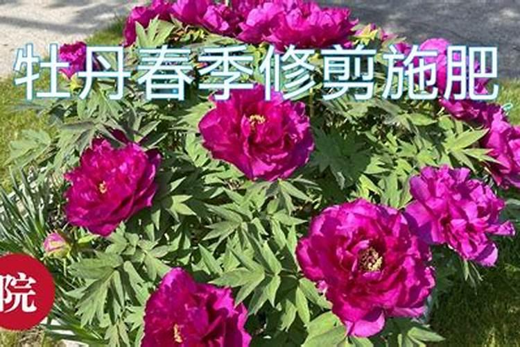 牡丹春季施什么肥料