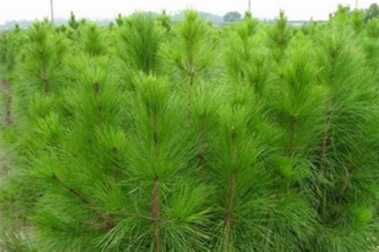 锌镁片的正确吃法是什么