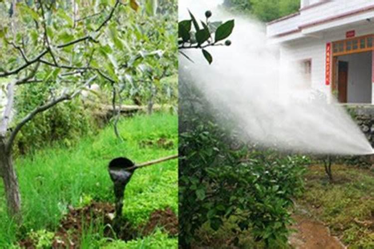 给杨树施肥应该离树多远