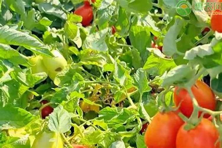 豆角摘完一批要怎样让它翻花