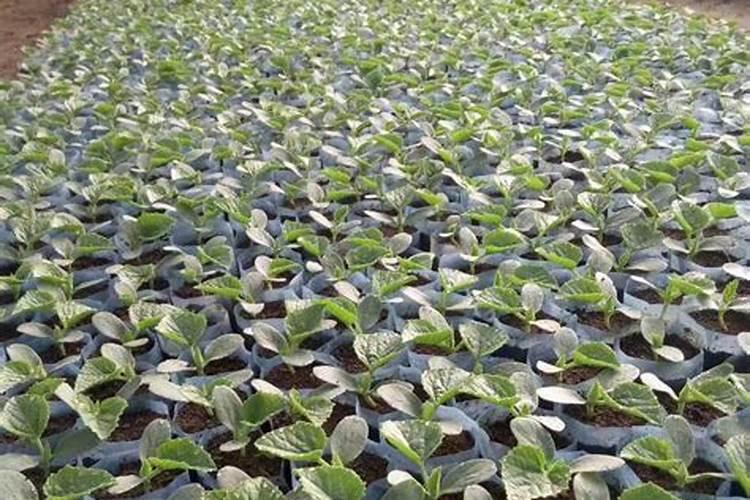 黄瓜上什么农家肥料最好