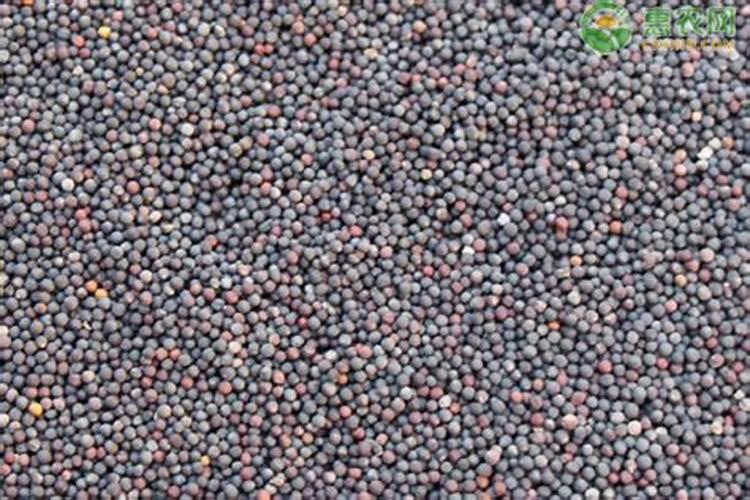 青瓜特别好的种孑有哪些？