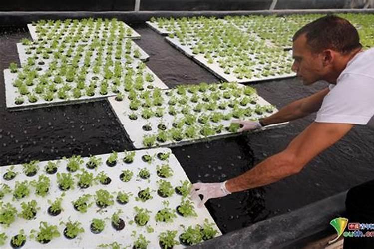 草鱼的粪便可以当肥料吗？怎么发酵