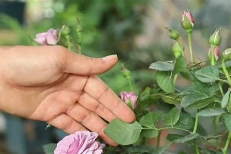 多肉广寒宫怎么繁殖