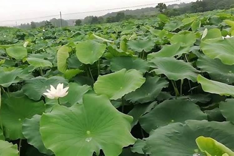 苹果树谢花后套袋前三遍药在什么时候打药,需要打什么药