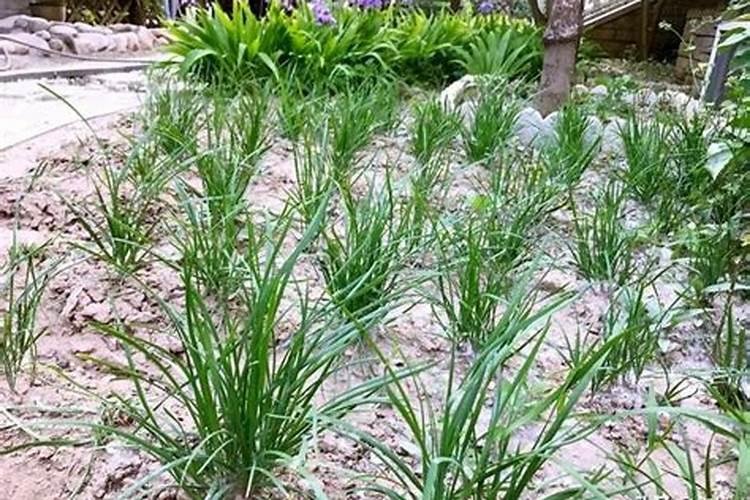 碧护大量元素水溶肥价格