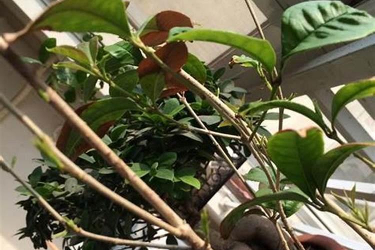 铁树施二氢钾多了变黄怎么补救？