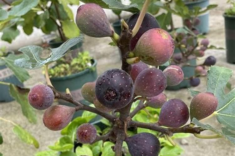 无花果追肥用什么肥料好？