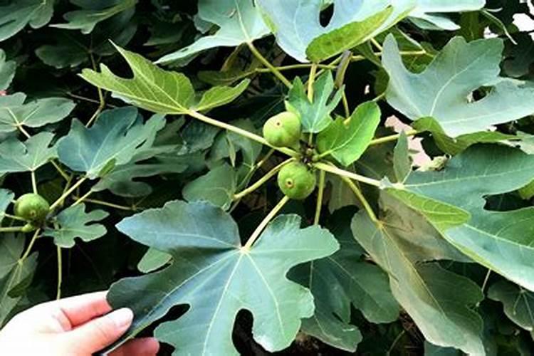 无花果用什么肥料 该如何管理