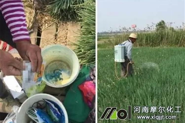 啤酒可以做果树的叶面肥吗？