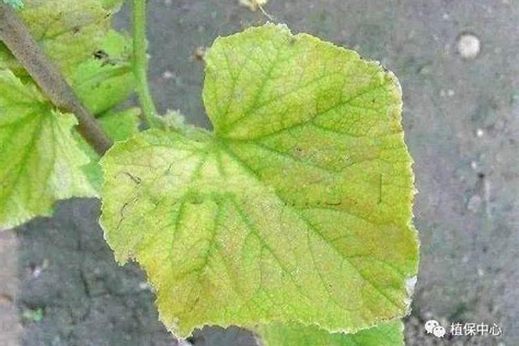 黄瓜叶子发黄缺什么肥