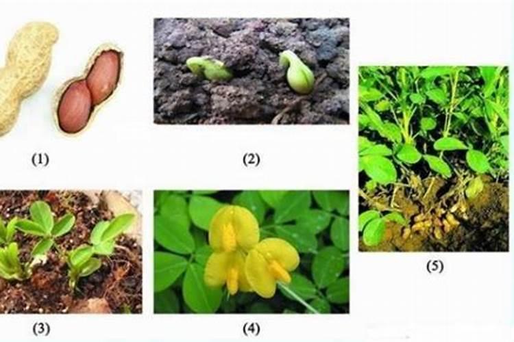 桃子成熟前多少天施钾肥