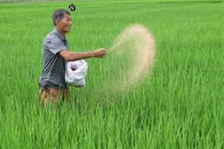 磷肥可以杀青苔吗