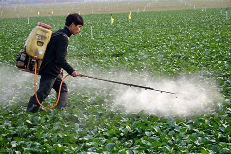 玉米最后一次施肥用什么肥好 能用尿素吗