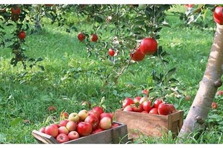 920农药功效与用途