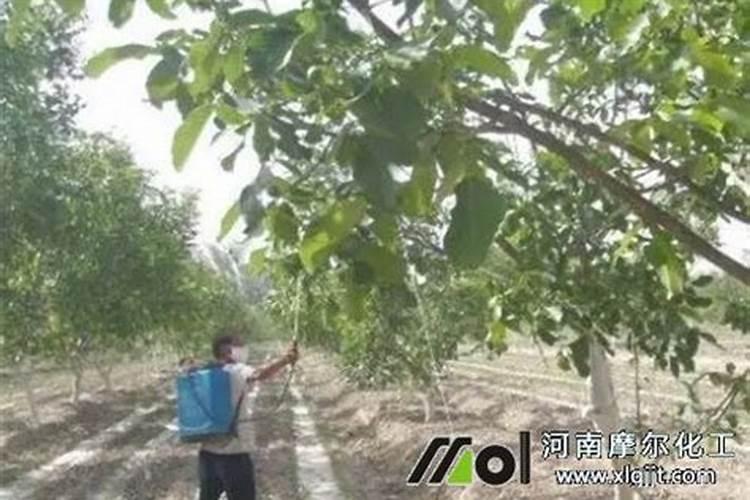 茶花用什么肥料好,茶花的四季施肥方法