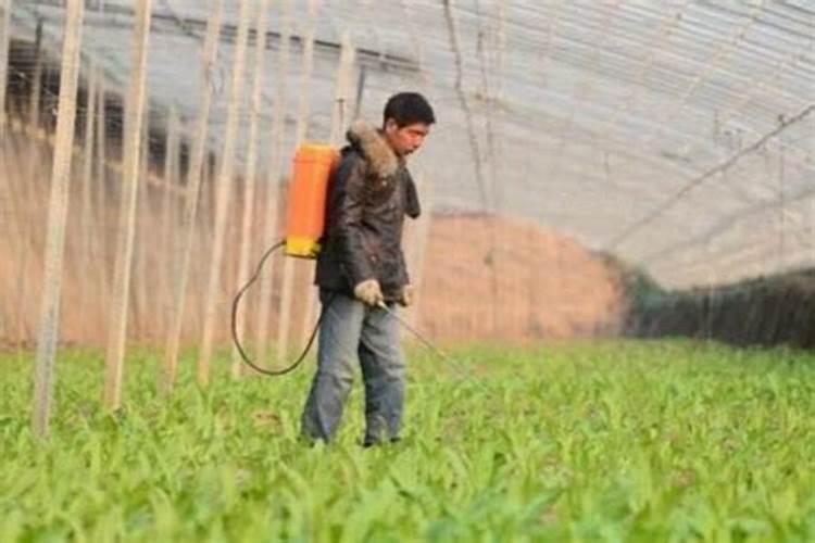 油菜二次除草后几天能施肥