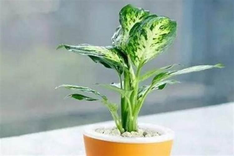 生虫的绿豆可以拿来发芽吗