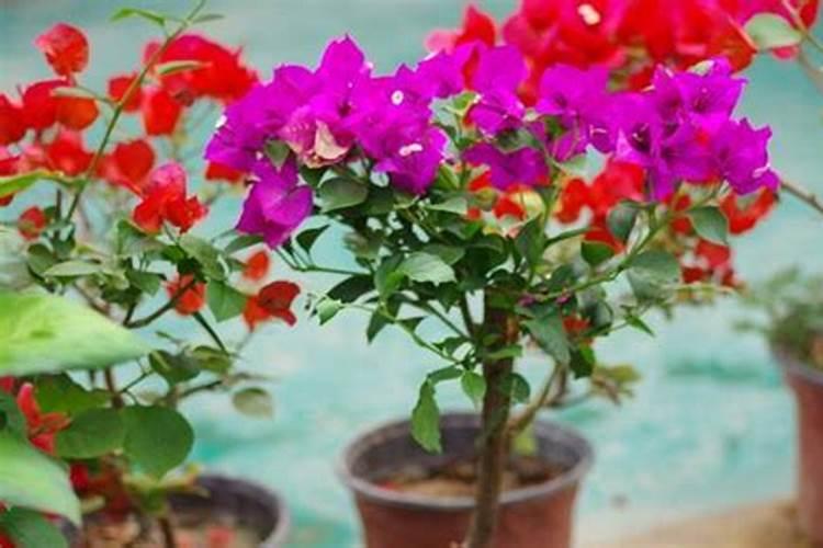 三角梅施肥方法