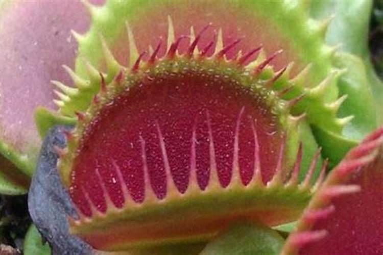 捕蝇草用什么肥料