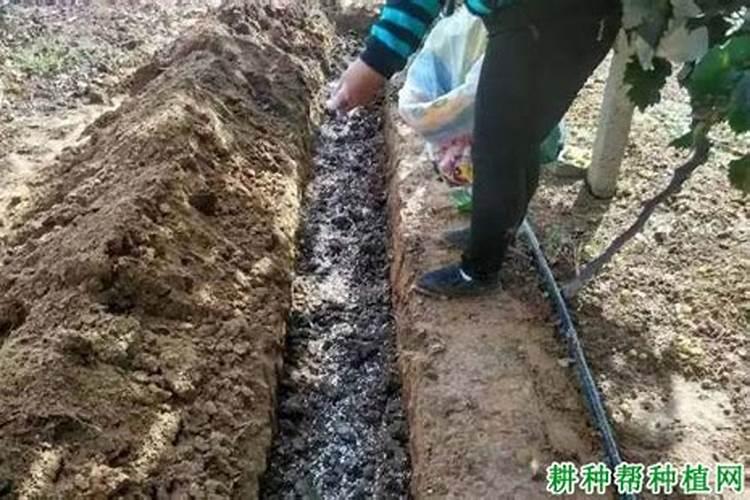 葡萄树怎么施肥