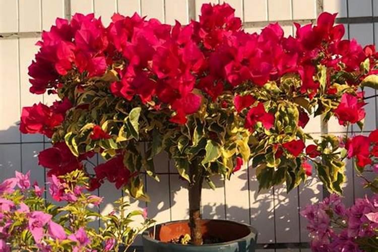 三角梅开花期间能施肥吗？