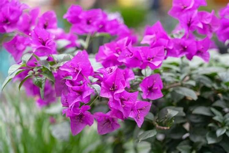 三角梅开花时能施肥吗 三角梅开花上什么肥