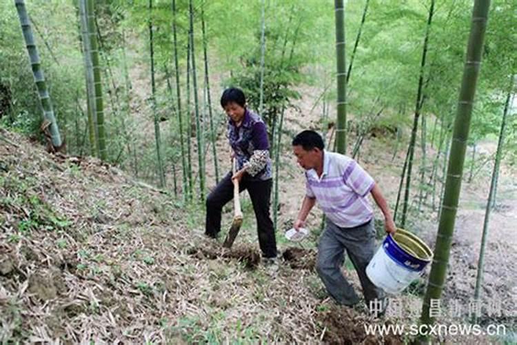 竹子种子可以种出来吗 竹子有种子吗怎么种竹子