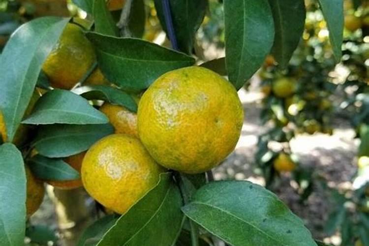 豆角什么毛病？茎干上和叶片上