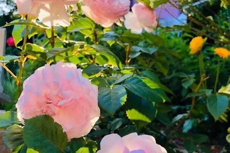 月季春天怎么施肥