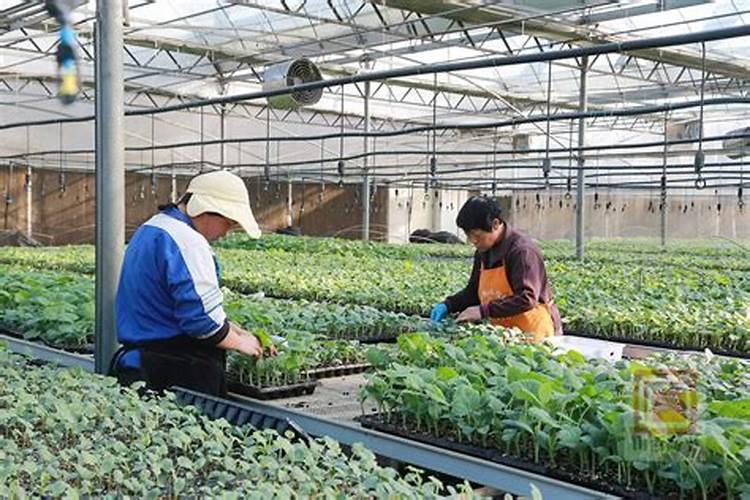 福进门大量元素水溶肥是通用的吗？