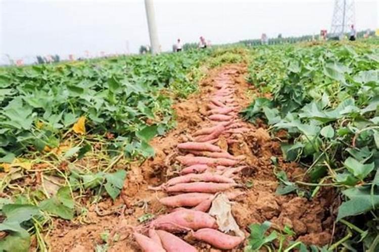 葡萄过量冲施钾肥的害处