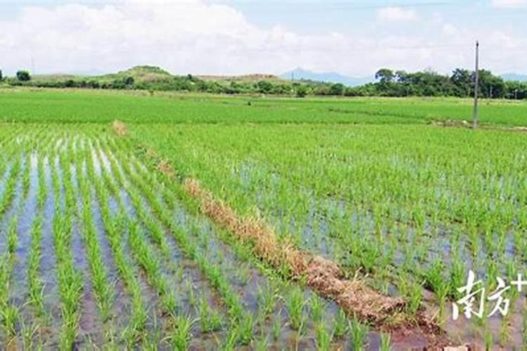 水稻五大育秧方式 水稻育苗方法都有什么优缺点