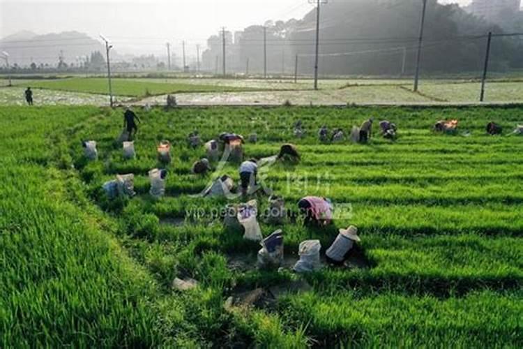 齐民12号小麦种一般一亩耩多少斤？
