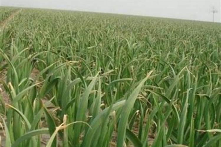 辣椒无土栽培技术要点 附无土栽培的肥料配方