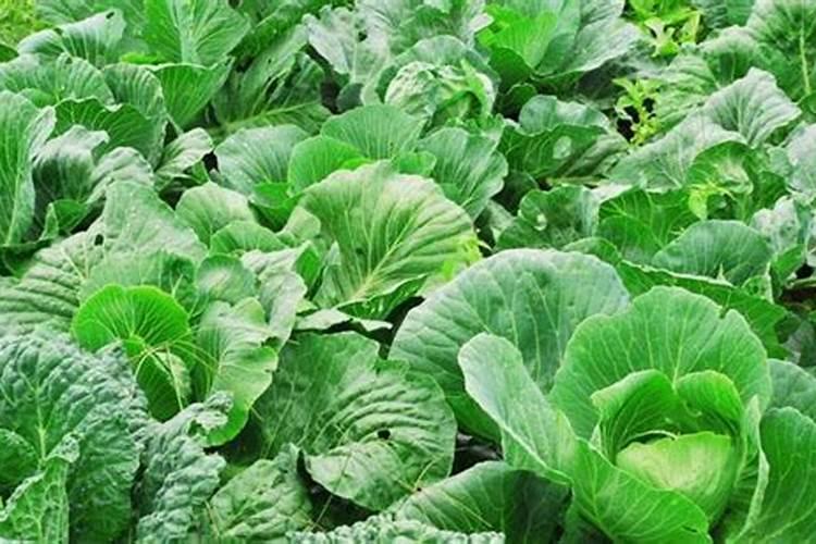 蔬菜施肥后,浇水前需要把肥料溶解后再冲施吗？