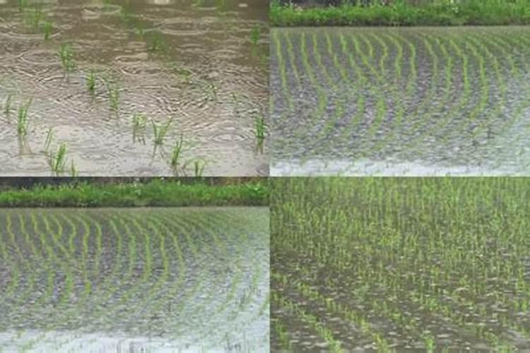 如何施用叶面肥