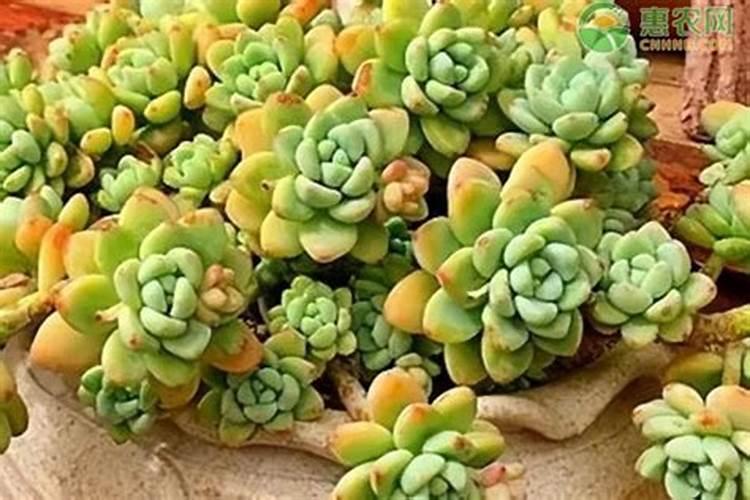 芸苔素抗旱最有效三个方法