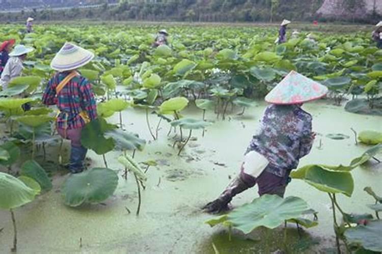 莲藕最忌三种肥料