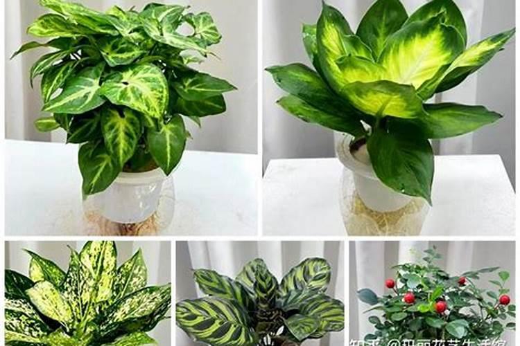 花草什么季节施肥最好