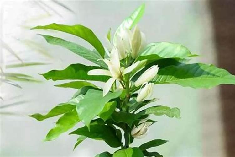 含笑花盆栽施肥方法