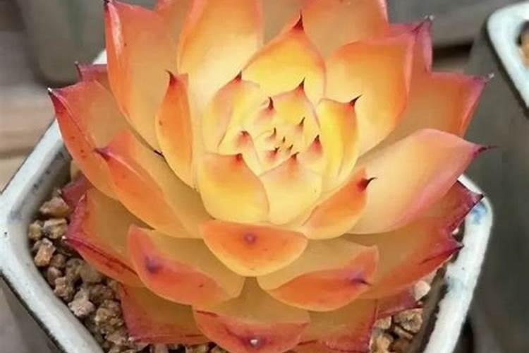 青苔喜欢什么肥